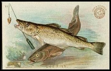 11 Cod Fish